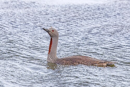Red-throated loon